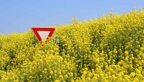Rząd wprowadził GMO tylnymi drzwiami?
